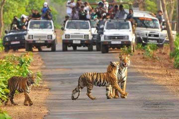 5 Days Jim Corbett Wildlife Tour