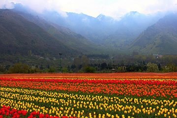 Srinagar Tour from Chandigarh